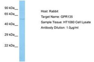 Image no. 1 for anti-G Protein-Coupled Receptor 135 (GPR135) (C-Term) antibody (ABIN6750103) (GPR135 anticorps  (C-Term))