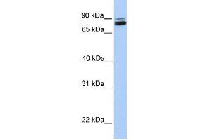 GGTL3 antibody used at 1 ug/ml to detect target protein. (GGT7 anticorps  (C-Term))
