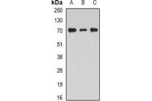 Western blot analysis of Unc18-2 expression in THP1 (A), Jurkat (B), mouse testis (C) whole cell lysates. (STXBP2 anticorps)
