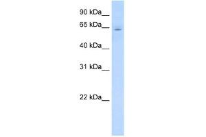 WB Suggested Anti-CYP2E1 Antibody Titration:  0. (CYP2E1 anticorps  (C-Term))