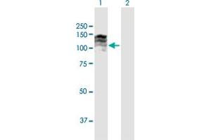 Western Blot analysis of TPO expression in transfected 293T cell line by TPO MaxPab polyclonal antibody. (Thyroperoxidase anticorps  (AA 1-933))