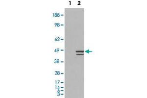 HEK293 overexpressing IRF2 and probed with IRF2 polyclonal antibody  (mock transfection in first lane), tested by Origene. (IRF2 anticorps  (C-Term))