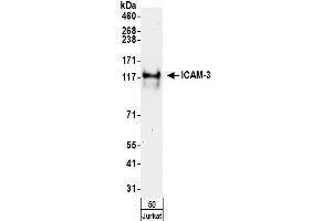 Western Blotting (WB) image for anti-Intercellular Adhesion Molecule 3 (ICAM3) (AA 497-547) antibody (ABIN7455023)
