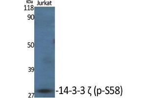 Western Blot (WB) analysis of specific cells using Phospho-14-3-3 zeta (S58) Polyclonal Antibody. (14-3-3 zeta anticorps  (pSer58))