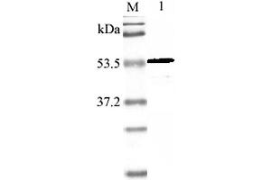Western blot analysis using anti-Nampt (mouse), pAb  at 1:2'000 dilution. (NAMPT anticorps)