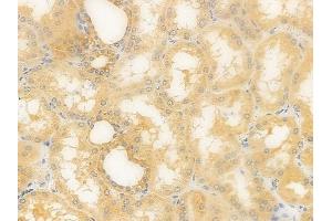 ABIN6263085 and ABIN6279557 at 1/100 staining human normal kidney tissue by IHC-P. (MAL anticorps  (N-Term))