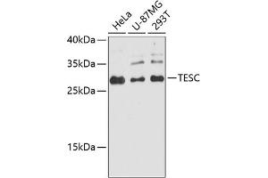 Western blot analysis of extracts of various cell lines, using TESC antibody (ABIN6132911, ABIN6149009, ABIN6149011 and ABIN6224756) at 1:3000 dilution. (Tescalcin anticorps  (AA 135-214))