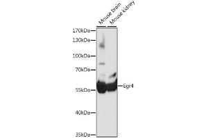 Western blot analysis of extracts of various cell lines, using Egr4 antibody (ABIN7266889) at 1:1000 dilution.