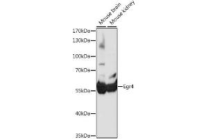 Western blot analysis of extracts of various cell lines, using Egr4 antibody (ABIN7266889) at 1:1000 dilution. (EGR4 anticorps  (AA 1-367))