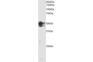 Image no. 1 for anti-SMAD, Mothers Against DPP Homolog 2 (SMAD2) (AA 82-94) antibody (ABIN300075) (SMAD2 anticorps  (AA 82-94))