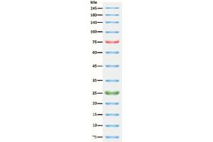 SDS-PAGE (SDS) image for ExcelBand™ 3-color Broad Range Protein Marker (ABIN5662598)