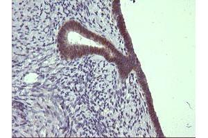 Image no. 3 for anti-Chromosome 4 Open Reading Frame 22 (C4orf22) antibody (ABIN1497057) (C4orf22 anticorps)