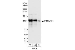 Western Blotting (WB) image for anti-Protein Tyrosine Phosphatase G1 (PTPN12) (AA 500-550) antibody (ABIN7453763)
