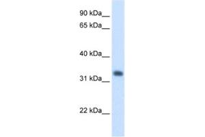 Western Blotting (WB) image for anti-3-Hydroxymethyl-3-Methylglutaryl-CoA Lyase (HMGCL) antibody (ABIN2462454) (HMGCL anticorps)
