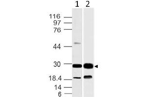 Image no. 1 for anti-14-3-3 theta (YWHAQ) (AA 20-225) antibody (ABIN5027004) (14-3-3 theta anticorps  (AA 20-225))