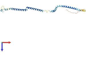 AlphaFold protein structure predicition of Mouse Recombinant Haus2 Protein, UniprotID Q9CQS9