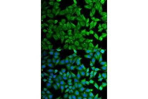 Immunofluorescence (IF) image for anti-Kallikrein B, Plasma (Fletcher Factor) 1 (KLKB1) antibody (ABIN1876506) (KLKB1 anticorps)