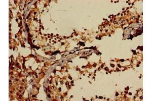 Immunohistochemistry of paraffin-embedded human testis tissue using ABIN7152137 at dilution of 1:100 (EIF2AK1 anticorps  (AA 1-86))