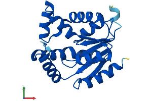 AlphaFold protein structure predicition of Mouse Recombinant Ak1 Protein, UniprotID Q9R0Y5