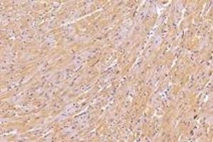 Immunohistochemistry analysis of paraffin-embedded mouse heart using,KIF5B (ABIN7074440) at dilution of 1: 1000 (KIF5B anticorps)