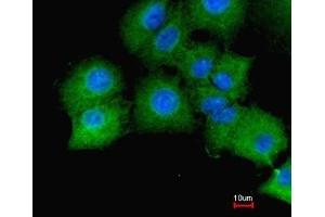 Immunofluorescence analysis of paraformaldehyde-fixed A549, merged with DNA probe, using GAPDH antibody at 1:200 dilution. (GAPDH anticorps  (AA 9-323))