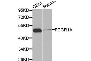 Western blot analysis of extracts of CEM and Ramos cell lines, using FCGR1A antibody. (FCGR1A anticorps)