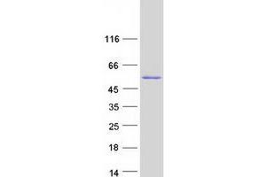 Validation with Western Blot