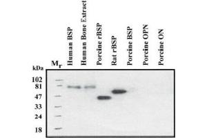 Western Blotting (WB) image for anti-Integrin-Binding Sialoprotein (IBSP) (Native Form) antibody (ABIN191977) (IBSP anticorps  (Native Form))