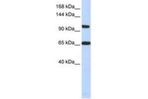 Image no. 1 for anti-Thyroid Hormone Receptor Associated Protein 3 (THRAP3) (C-Term) antibody (ABIN6742778) (THRAP3 anticorps  (C-Term))