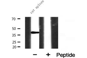 Western blot analysis of extracts from rat spleen, using NR2F6 antibody.
