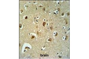 B3GALT6 Antibody (C-term) (ABIN651201 and ABIN2840128) in Ramos cell line lysates (35 μg/lane).