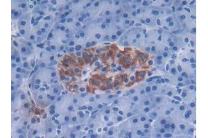 DAB staining on IHC-P; Samples: Human Pancreas Tissue (DEFa3 anticorps  (AA 21-94))