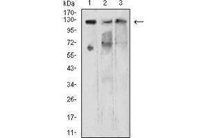 Western blot analysis using KDM1A mouse mAb against COS7 (1), NIH/3T3 (2), and A549 (3) cell lysate.