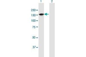Western Blot analysis of LATS1 expression in transfected 293T cell line by LATS1 MaxPab polyclonal antibody.