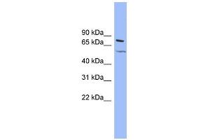 WB Suggested Anti-KCNQ4 Antibody Titration:  0. (KCNQ4 anticorps  (Middle Region))