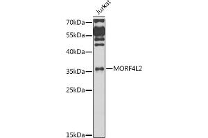 Western blot analysis of extracts of Jurkat cells, using MORF4L2 antibody (ABIN6128240, ABIN6143950, ABIN6143951 and ABIN6223485) at 1:1000 dilution. (MORF4L2 anticorps  (AA 1-100))
