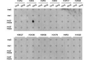 Dot-blot analysis of various methylation peptides using Dimethyl-Histone H3-K4 antibody (ABIN5969803). (Histone 3 anticorps  (H3K4me2))