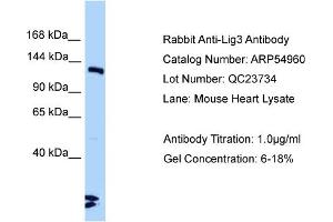 Western Blotting (WB) image for anti-Ligase III, DNA, ATP-Dependent (LIG3) (C-Term) antibody (ABIN971036) (LIG3 anticorps  (C-Term))