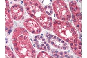 Human Kidney (formalin-fixed, paraffin-embedded) stained with FGFR1at 4 µg/ml followed by biotinylated anti-goat IgG secondary antibody, alkaline phosphatase-streptavidin and chromogen. (FGFR1 anticorps  (C-Term))