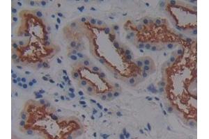 Detection of AAP in Human Kidney Tissue using Polyclonal Antibody to Alanine Aminopeptidase (AAP)