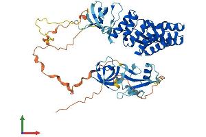 AlphaFold protein structure predicition of Mouse Recombinant Ncf2 Protein, UniprotID O70145
