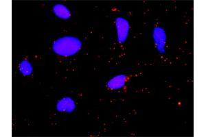 Proximity Ligation Analysis of protein-protein interactions between FGA and F2.