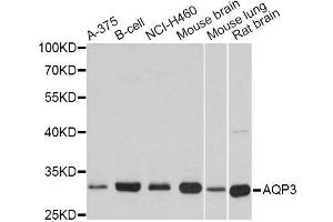 Western blot analysis of extracts of various cell lines, using AQP3 antibody. (AQP3 anticorps  (AA 178-292))
