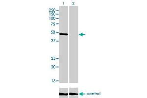 Western Blotting (WB) image for anti-CAMP Responsive Element Binding Protein 3 (CREB3) (AA 273-372) antibody (ABIN599141) (CREB3 anticorps  (AA 273-372))