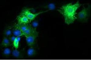 Immunofluorescent staining of COS7 cells transiently transfected by pCMV6-ENTRY FCGR1A with FCGR1A monoclonal antibody, clone 3D3 . (FCGR1A anticorps)