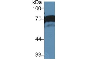 Western Blot; Sample: Human A431 cell lysate; Primary Ab: 2µg/ml Rabbit Anti-Human NUMB Antibody Second Ab: 0. (NUMB anticorps  (AA 376-482))