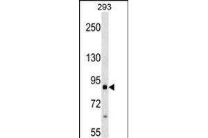 ITGB2 Antibody (ABIN1540012 and ABIN2838044) western blot analysis in 293 cell line lysates (35 μg/lane). (Integrin beta 2 anticorps)