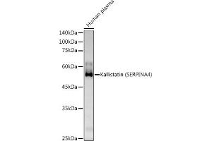 Western blot analysis of extracts of Human plasma, using Kallistatin (SERPIN) Rabbit pAb antibody (ABIN6131346, ABIN6147573, ABIN6147574 and ABIN6223161) at 1:500 dilution. (SERPINA4 anticorps  (AA 178-427))