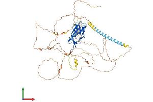 AlphaFold protein structure predicition of Mouse Recombinant Runx2 Protein, UniprotID Q08775