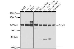 Western blot analysis of extracts of various cell lines using GFM1 Polyclonal Antibody at dilution of 1:3000.